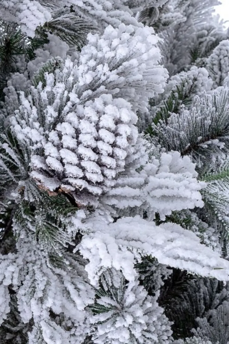 Best Bizzotto ALBERO ARVES INNEVATO H210-1936RAMI