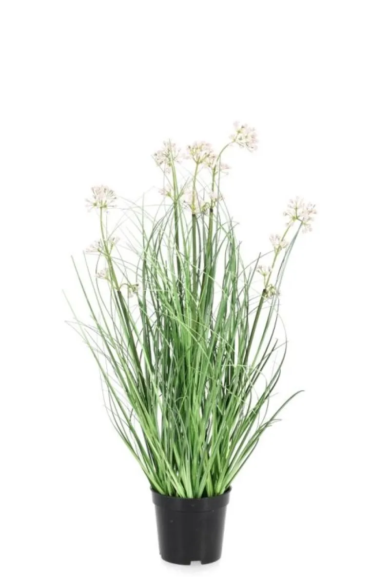 Discount Bizzotto PIANTA ALLIUM C-VASO H60