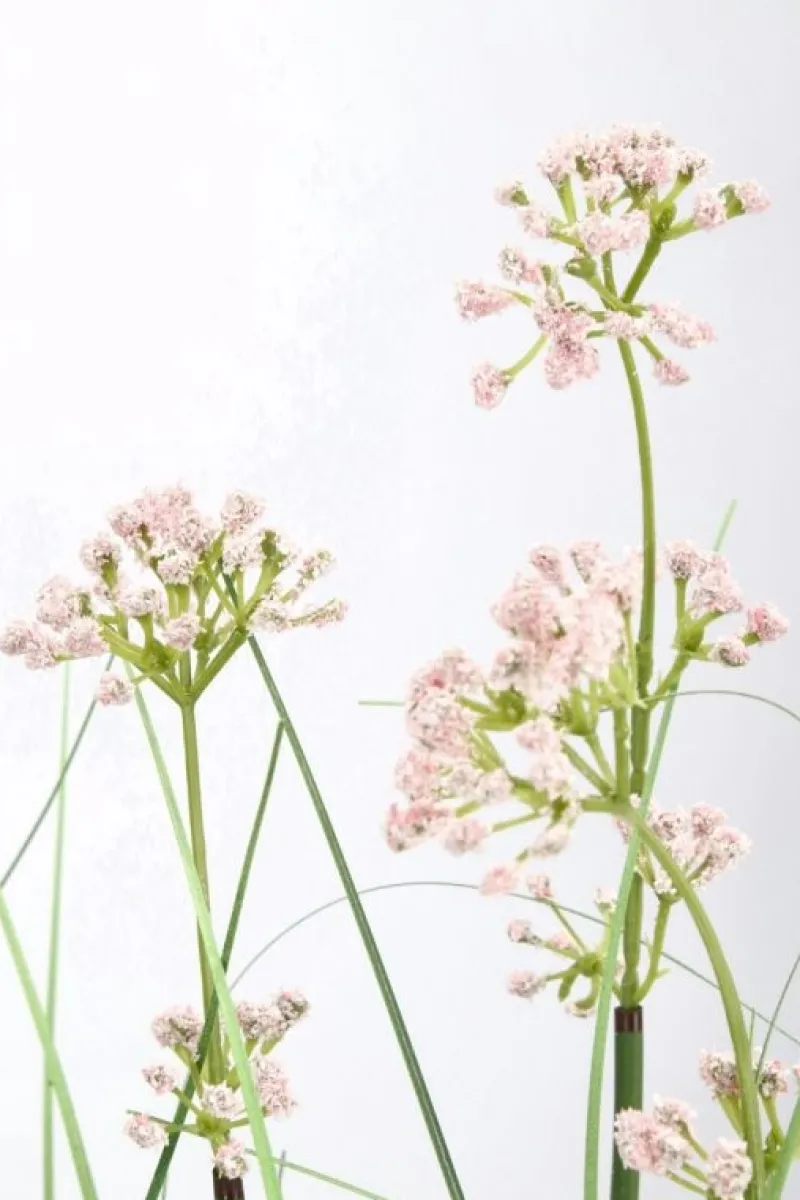 Discount Bizzotto PIANTA ALLIUM C-VASO H90