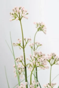 Discount Bizzotto PIANTA ALLIUM C-VASO H110