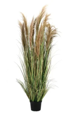 Discount Bizzotto PIANTA AUSTORDERIA PAMPAS C-VASO H180