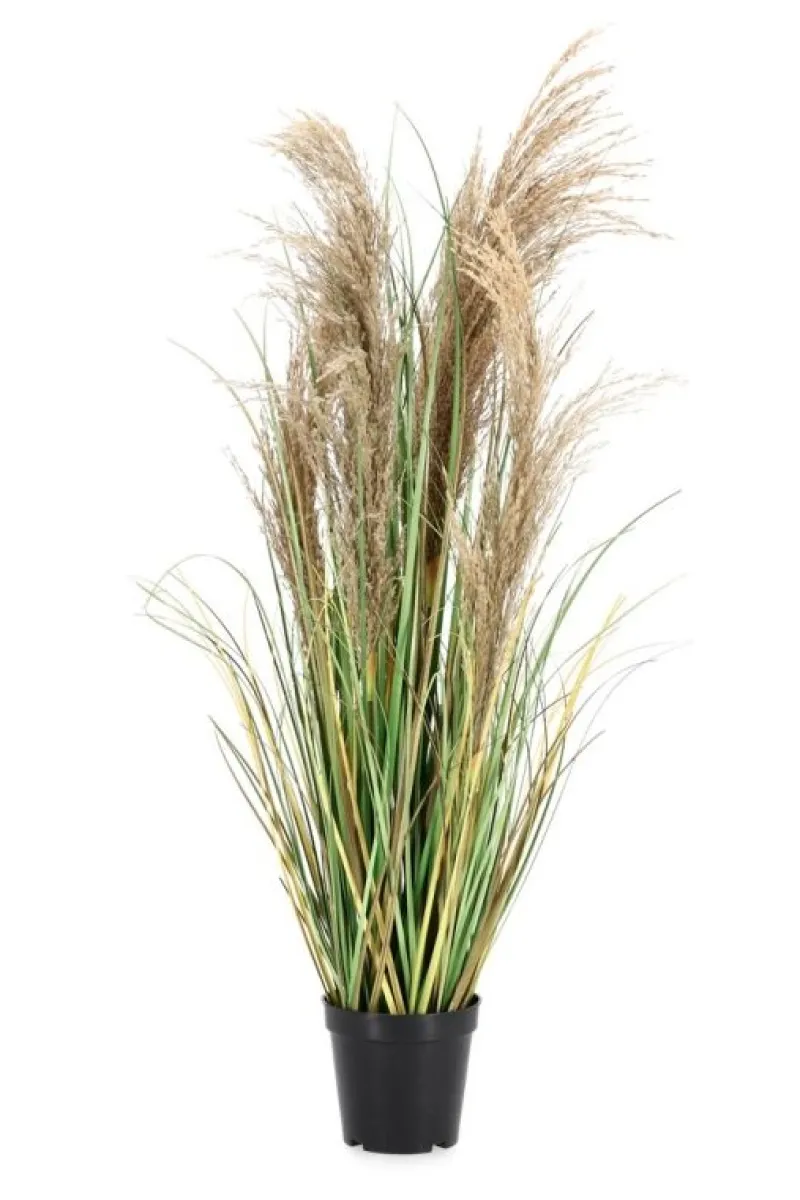 Bizzotto PIANTA AUSTORDERIA PAMPAS C-VASO H90