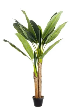 Online Bizzotto PIANTA BANANO C-VASO 14FOGLIE H135