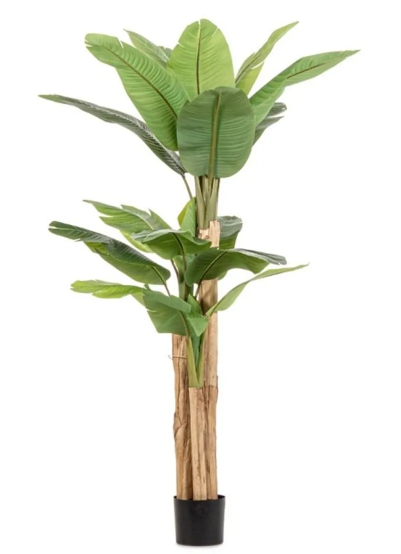 Discount Bizzotto PIANTA BANANO C-VASO 20FOGLIE H200