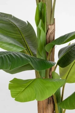 Discount Bizzotto PIANTA BANANO C-VASO 20FOGLIE H200