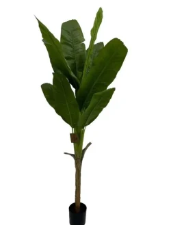 Bizzotto PIANTA BANANO C-VASO H210