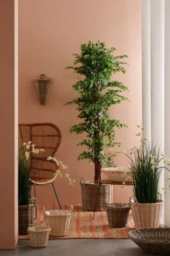 Clearance Bizzotto PIANTA BANYAN C-VASO 2480FOGLIE H210