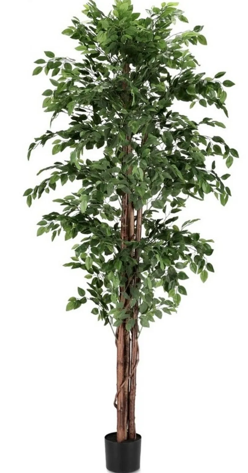 Clearance Bizzotto PIANTA BANYAN C-VASO 2480FOGLIE H210