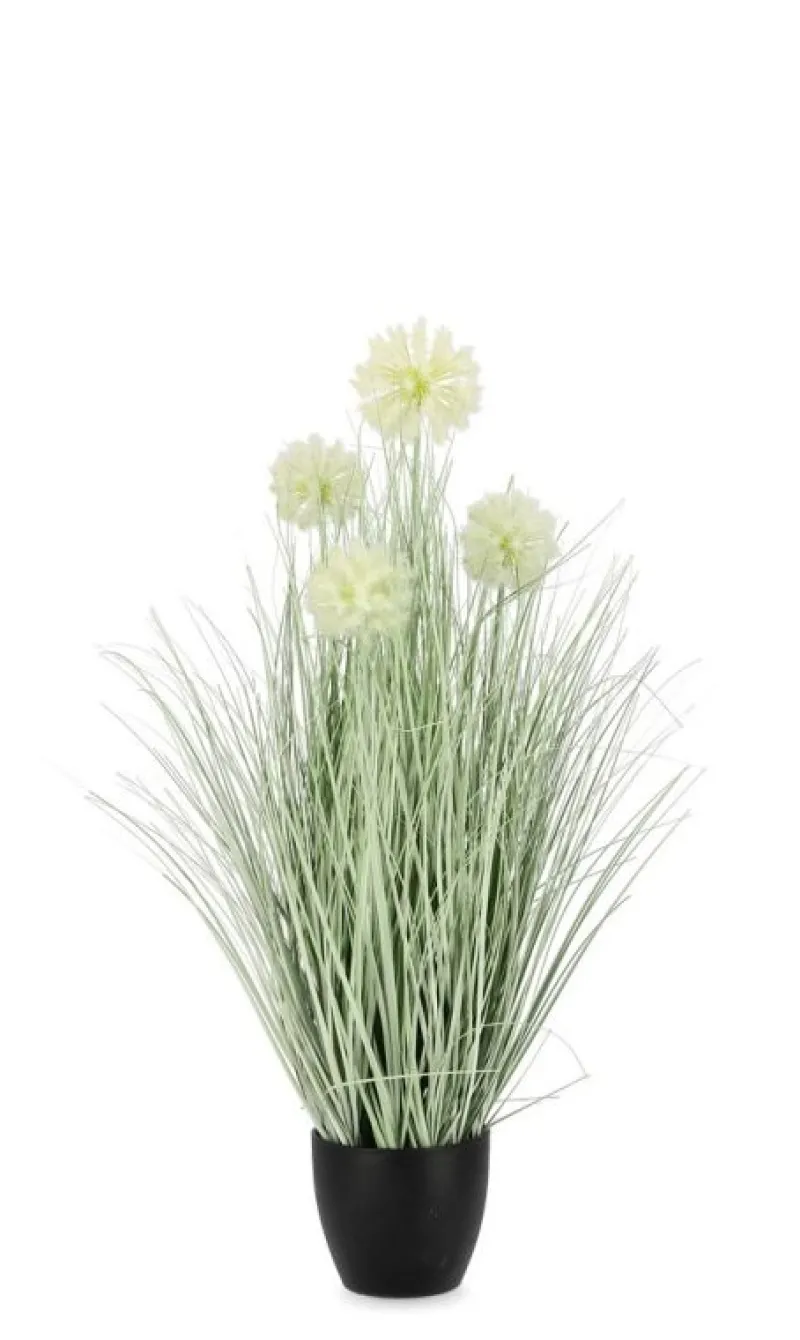 New Bizzotto PIANTA CEBOLLA BIANCO C-VASO X4F H75