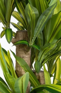 Bizzotto PIANTA DRACAENA C-VASO H150
