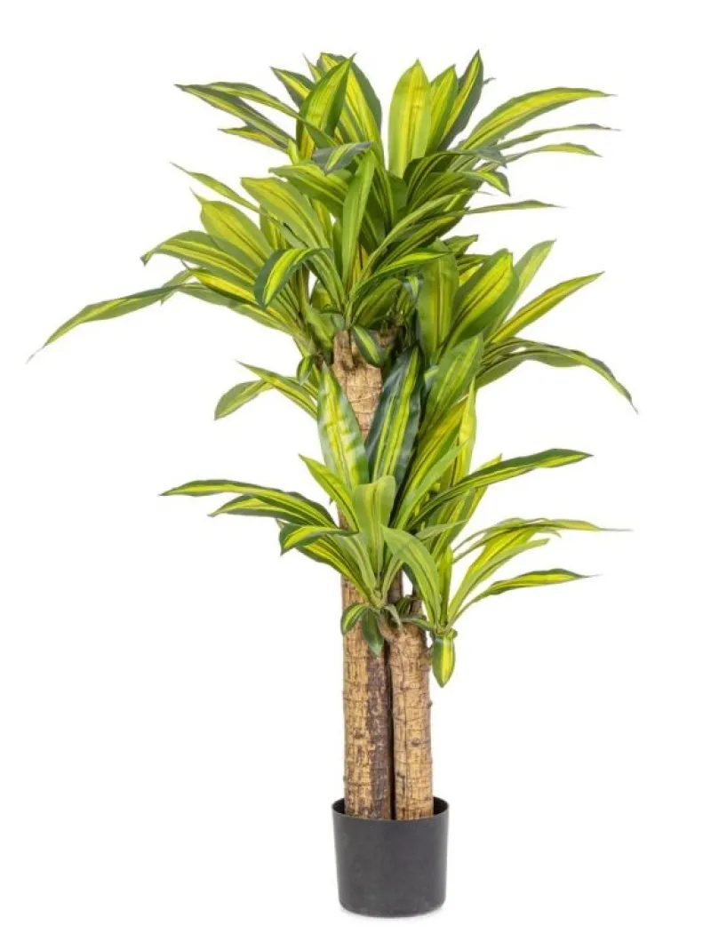 New Bizzotto PIANTA DRACAENA C-VASO H130
