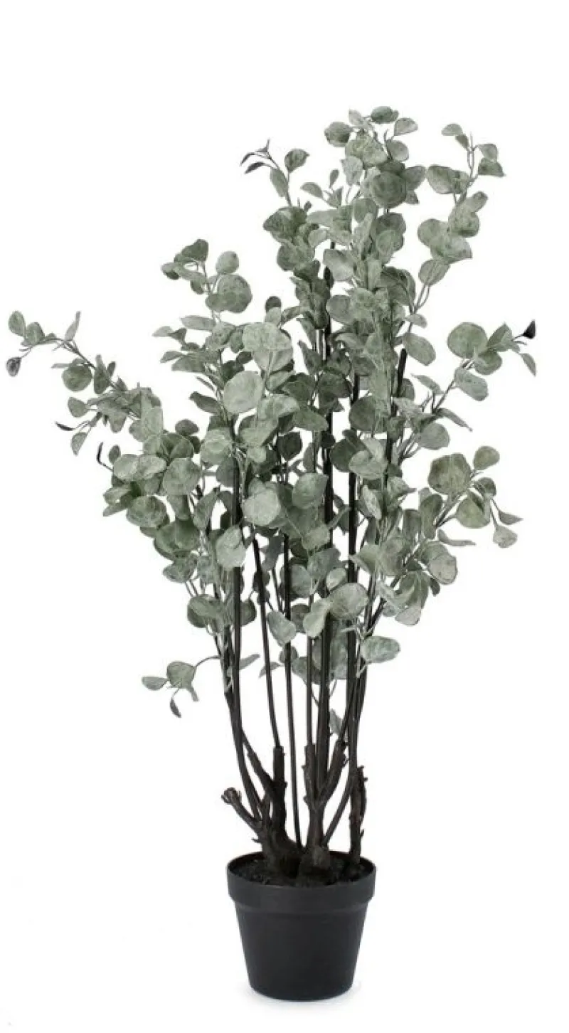 Clearance Bizzotto PIANTA EUCALIPTO C-VASO H110