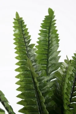 Hot Bizzotto PIANTA FELCE H45