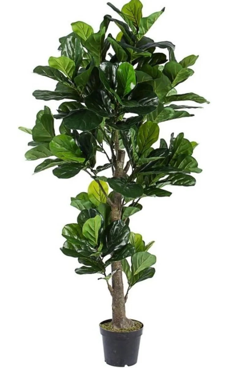 New Bizzotto PIANTA FICUS LYRATA C-VASO 153FOGL H190