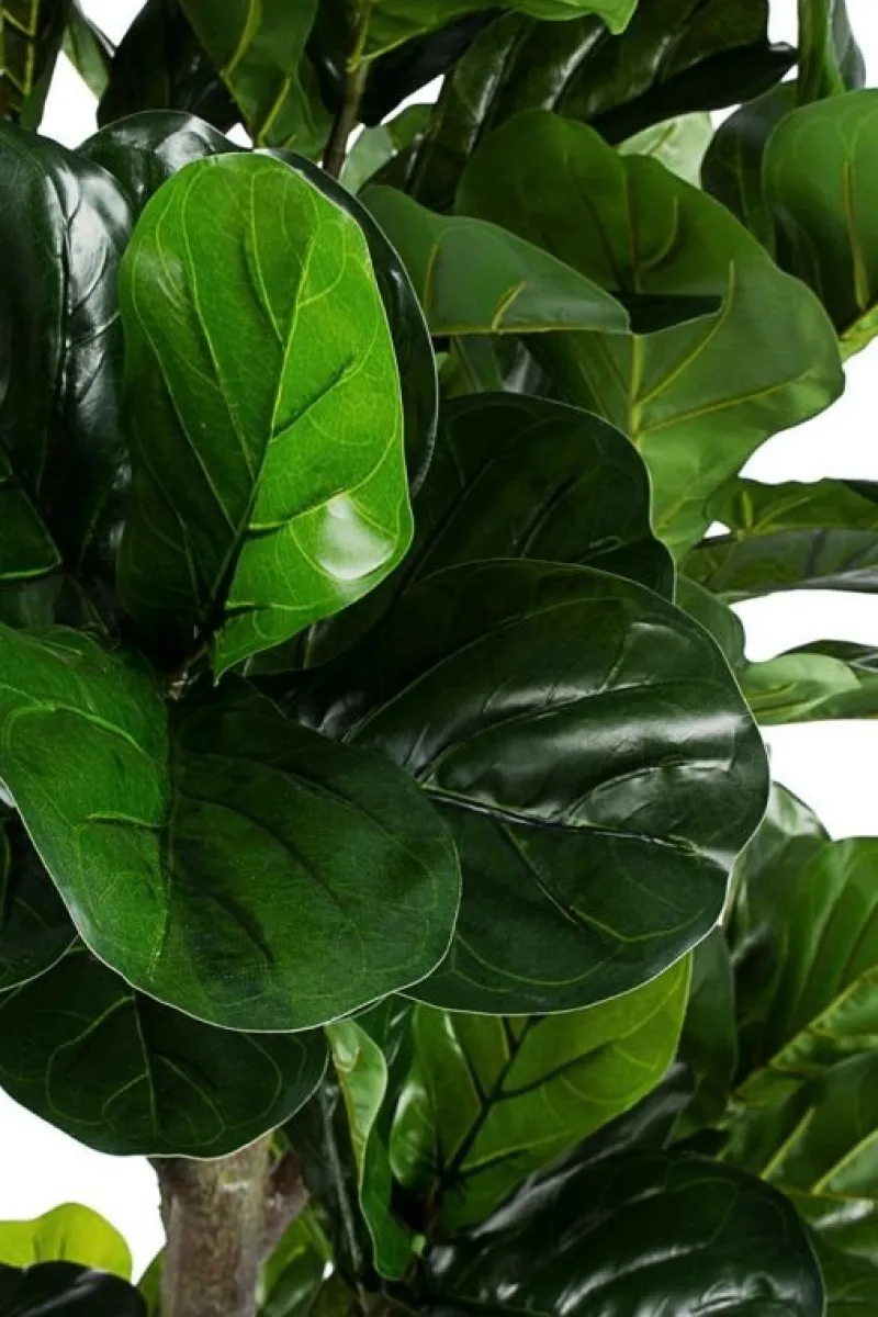 New Bizzotto PIANTA FICUS LYRATA C-VASO 153FOGL H190