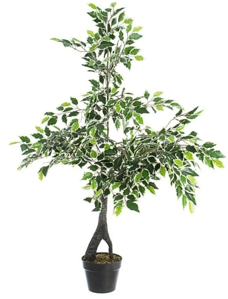 Sale Bizzotto PIANTA FICUS VARIEGATO C-VASO X760F H120