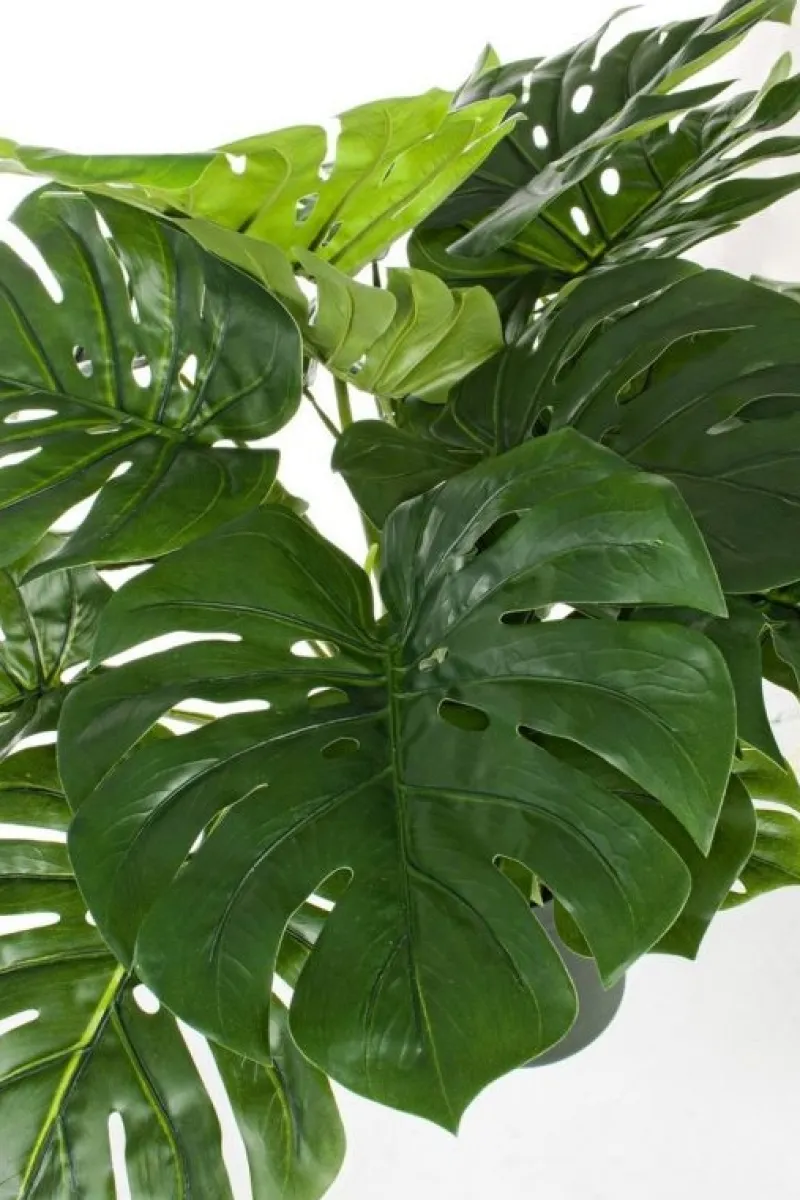 Clearance Bizzotto PIANTA FILODENDRO C-VASO 24FOGLIE H65CM