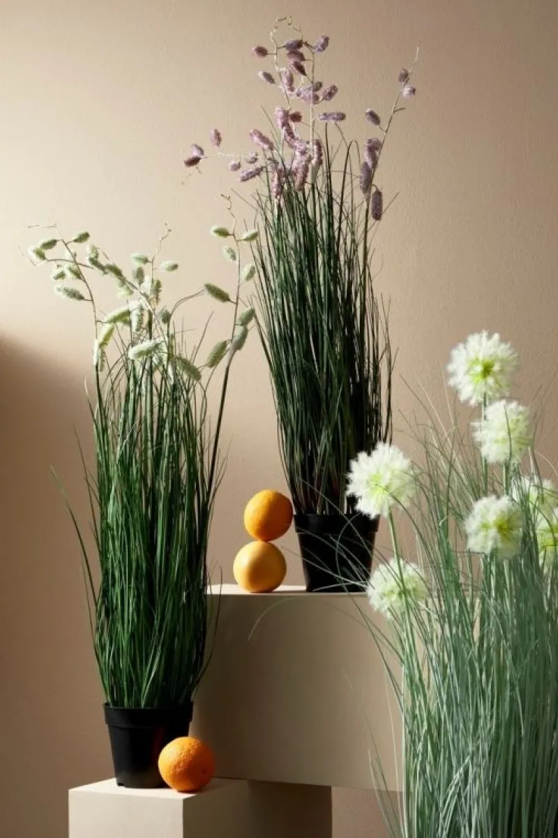 Outlet Bizzotto PIANTA GREVILLEA ROSA C-VASO X5F H100