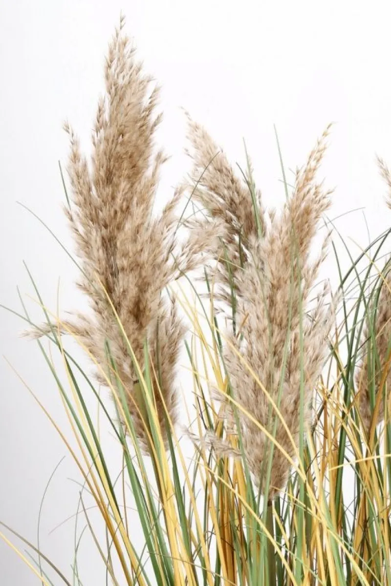 Online Bizzotto PIANTA GYNERIUM PAMPAS C-VASO H120