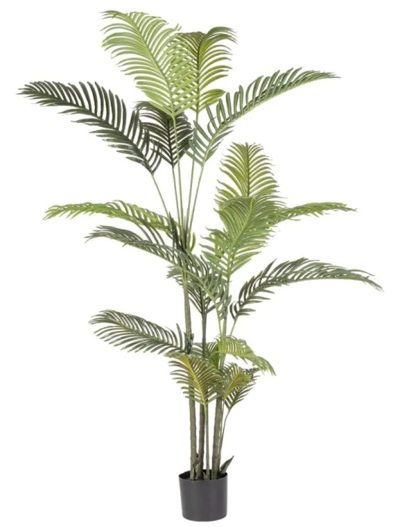 Sale Bizzotto PIANTA KENZIA C-VASO 18FOGLIE H180