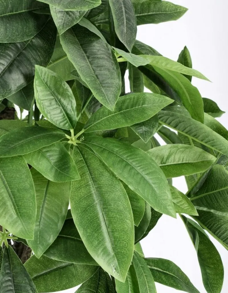 Online Bizzotto PIANTA PACHIRA AQUATICA C-VASO 280F H120