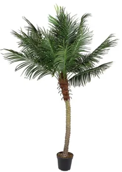 Hot Bizzotto PIANTA PALMA C-VASO 18FOGLIE H210