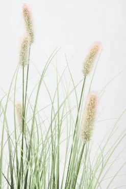 Sale Bizzotto PIANTA PENNISETUM C-VASO H90