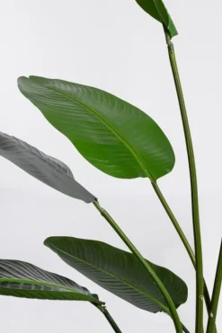 Best Bizzotto PIANTA STRELITZIA C-VASO 13FOGLIE H185