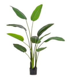 Online Bizzotto PIANTA STRELITZIA C-VASO 10FOGLIE H150