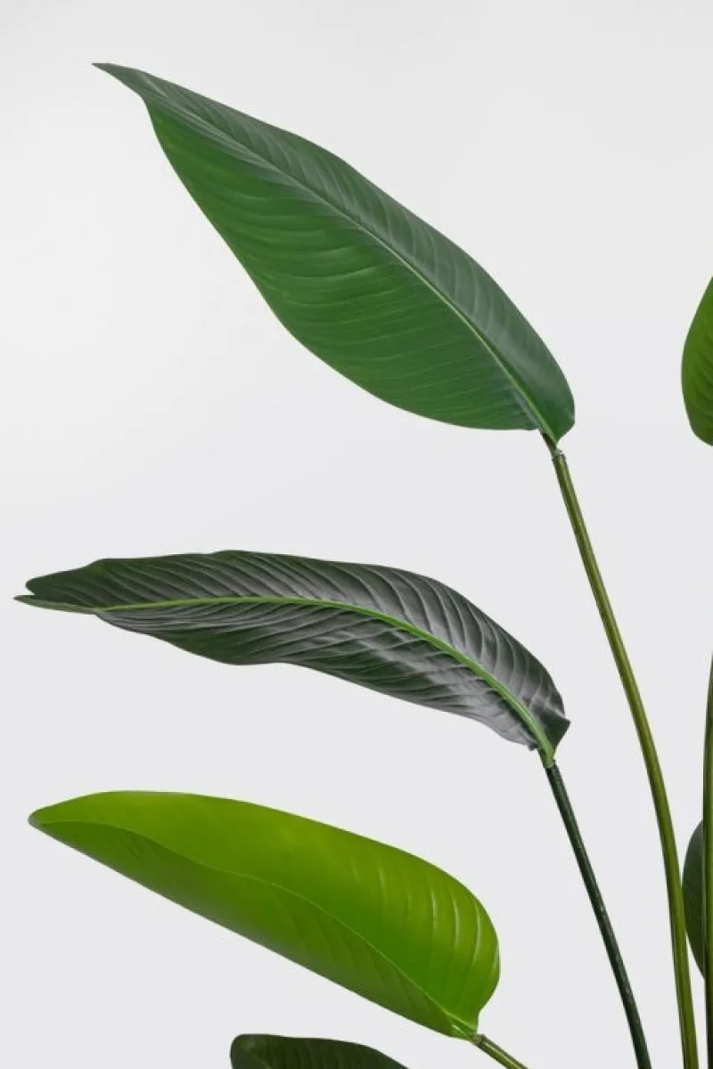 Online Bizzotto PIANTA STRELITZIA C-VASO 10FOGLIE H150